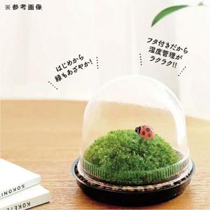 水作 ソコニワ 苔テラリウムキットの詳細画像5