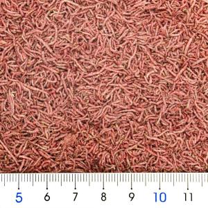キョーリン 飼育教材 乾燥赤虫 5gの詳細画像1