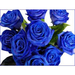 バラ 青いバラ ブルー ローズ 10本以上から 花束 アレンジメントに ギフト 誕生日の花 薔薇 贈り物 クリスマス プレゼント お歳暮 爆買