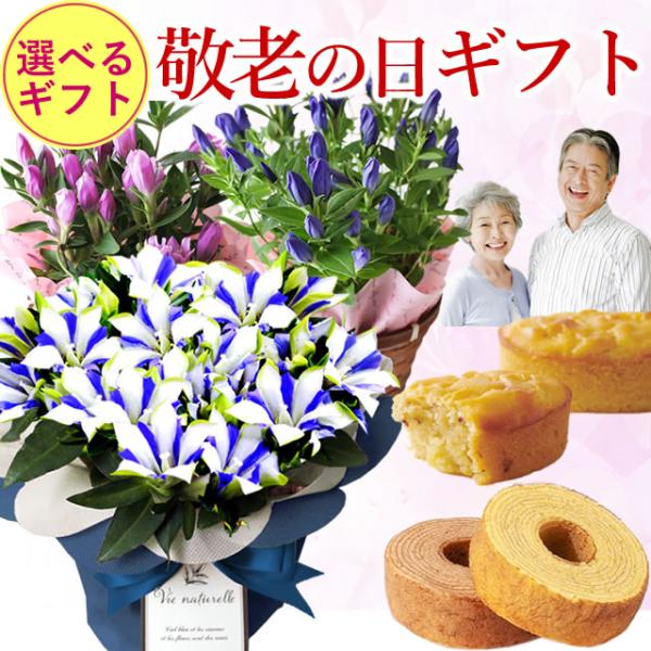 まだ間に合う！ 敬老の日 プレゼント 白寿 りんどう ギフト 2026 鉢花 スイーツセット お菓子...