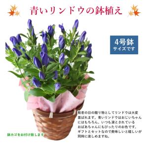 まだ間に合う! 敬老の日 プレゼント 白寿 り...の詳細画像5