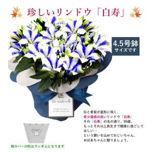 まだ間に合う! 敬老の日 プレゼント 白寿 り...の詳細画像3