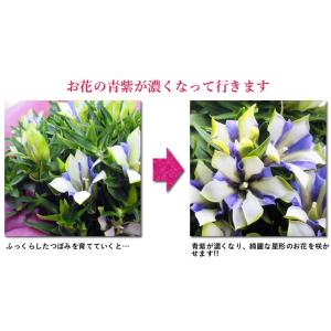 まだ間に合う! 敬老の日 プレゼント 白寿 り...の詳細画像4