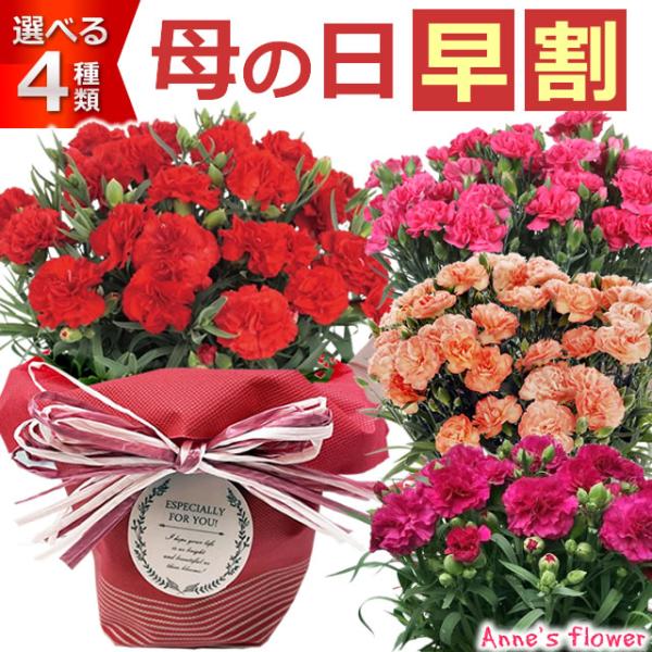 早割開催中！ 母の日 プレゼント 花 ギフト 2026 カーネーション 鉢植え 5号鉢 選べる 生花...