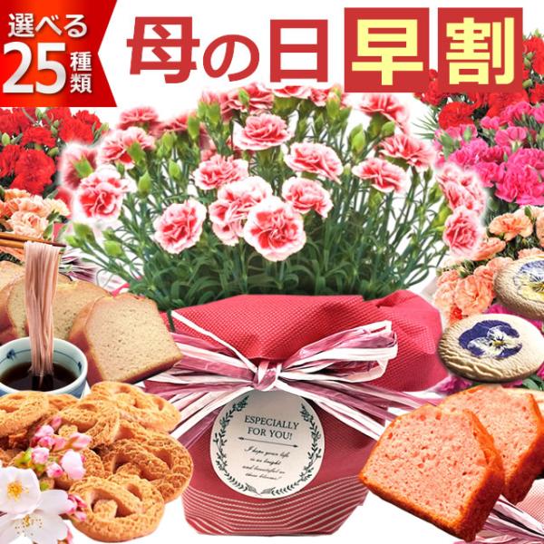 早割開催中！ 母の日 プレゼント 花 ギフト カーネーション 鉢植え 5号鉢 スイーツ セット クッ...
