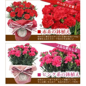 早割開催中! 母の日 プレゼント 花 ギフト ...の詳細画像3
