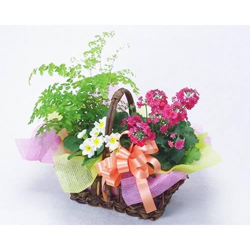 花 鉢花 と 観葉植物 のバスケット お祝い バースデー プレゼント 贈り物 クリスマス プレゼント...