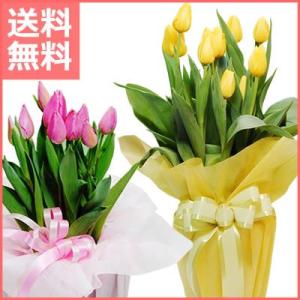 チューリップ鉢植え ピンク イエロー 歓送迎 送別 退職 贈り物 卒業