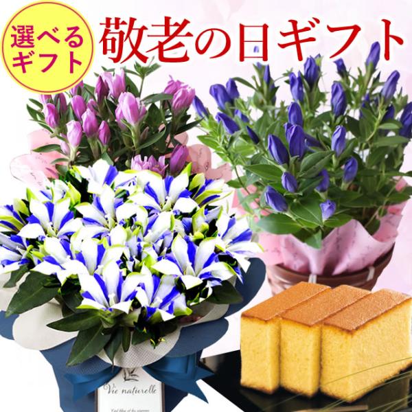 まだ間に合う！ 敬老の日 プレゼント 白寿 りんどう ギフト 2026 送料無料 鉢花 カステラ セ...