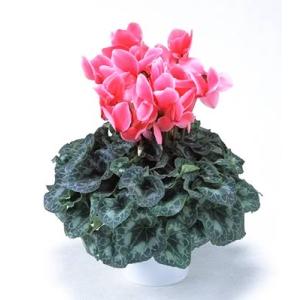 シクラメン 6号鉢 鮮やかなピンク 年越し お正月 プレゼント バースデーギフト 贈り物 クリスマス...