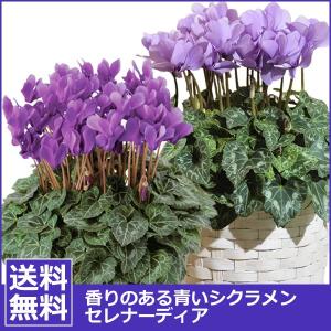 青いシクラメン 花 鉢植え 青いシクラメン セレナーディア アロマブルー ライラックフリル 鉢植え5号鉢 お祝い 贈り物 クリスマス プレゼント お歳暮