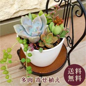 No.350 ❁リトルコンチ❁ 抜き苗 多肉植物 寄せ植え 楽天市場】多肉植物 エケベリア リトルコンチ 韓国苗 抜き苗