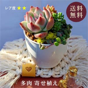 多肉植物 寄せ植えセット 初心者さんセットB 寄せ植え セット 鉢 土