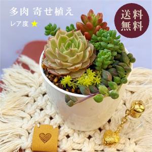 多肉植物 寄せ植えセット 少しリッチな寄せ植えセットS 寄せ植え