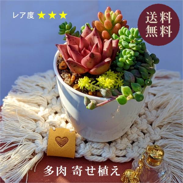 多肉植物 寄せ植えセット 少しリッチな寄せ植えセットS 寄せ植え セット 土 多肉 初心者 可愛い ...