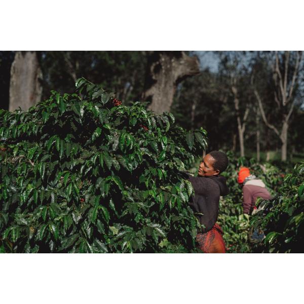 厳選シングルオリジンコーヒー豆「タンザニア　ハイツ　AA」（フルシティロースト・200g）／自家焙煎...