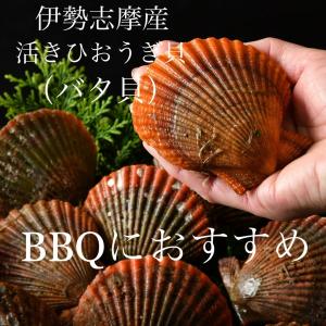 【活】三重県　伊勢志摩産　活け　桧扇貝　ヒオウギ貝　　あっぱっぱ貝　バタ貝　海鮮　BBQ　バーベキュー　10枚入り｜anorifugu-marusei