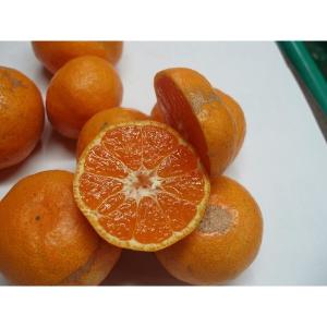 わけあり有田みかん10kg【産地直送】