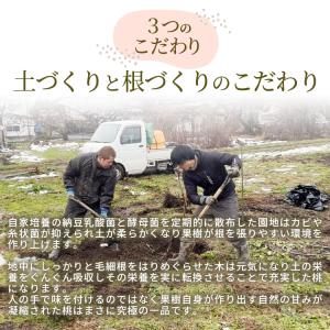 山形県産 品種おまかせ 桃 2kg 5〜10個...の詳細画像4