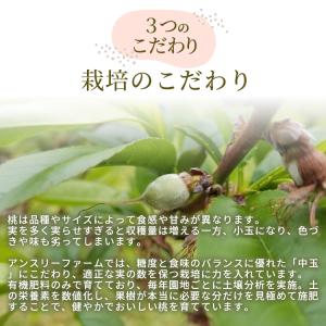 山形県産 品種おまかせ 桃 2kg 5〜10個...の詳細画像5