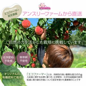 早割5%クーポン|8月15日まで 山形県産 品...の詳細画像4