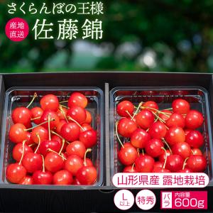 さくらんぼ 佐藤錦 果物 山形県品評会1位 農林水産大臣賞 600g 特秀品 Lサイズ以上 バラ 贈答 6月中旬からお届け S-01