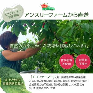 さくらんぼ 佐藤錦 農園直送 果物 山形県品評...の詳細画像2
