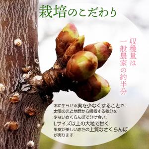 さくらんぼ 佐藤錦 農園直送 果物 山形県品評...の詳細画像4