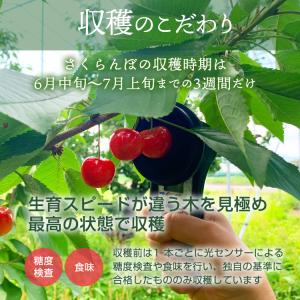 さくらんぼ 佐藤錦 農園直送 果物 山形県品評...の詳細画像5