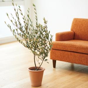 オリーブの木と植木鉢（陶器の植木鉢は売り物ではございません。） 000000000903-01.jpg?size=m&w=
