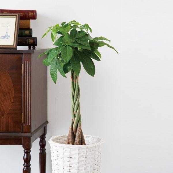 パキラ7号インテリアバスケット入 〔送料込／本体11000円＋送料550円〕 ※お届け目安約10日 ...