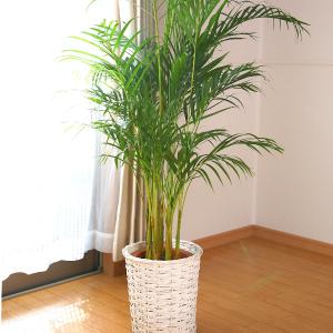 現品　ドラセナ　コンシンネ　トリカラー　28番　観葉植物　特大　インテリア　室内 おしゃれ 観葉植物：ドラセナ コンシンネ 7号*レインボー トリカラー