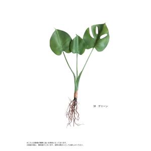 ポイント10%!2月25日20時〜3月26日1...の詳細画像1