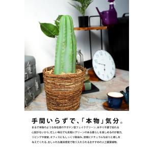 フェイクグリーン サボテン インテリア 造花 ...の詳細画像4