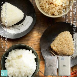 コシヒカリ 幻の米 米10kg 長野県飯山産 JAながの 「幻の米」 「特A