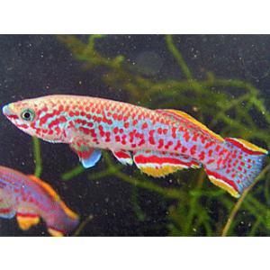 卵生メダカ フンデュロパンチャックス ガードネリィ　ジョスプラトー(ペア)