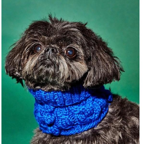 犬　服　New York　ブランド　Ware of the dog 　マフラー　ロイヤルブルー 小型...