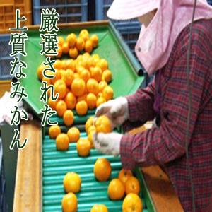 石地みかん 訳あり 10kg 家庭用 広島 瀬...の詳細画像2