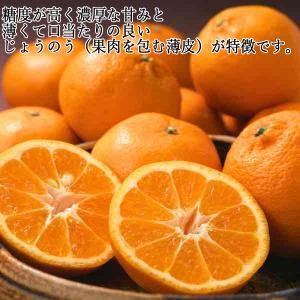 石地みかん 訳あり 10kg 家庭用 広島 瀬...の詳細画像3