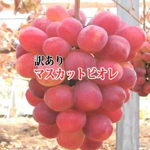 【クール便発送】マスカットビオレ 訳あり 岡山産 2kg 約4〜6房 訳ありぶどう ぶどう訳あり 家庭用ぶどう 岡山ぶどう 岡山マスカットビオレ 岡山葡萄