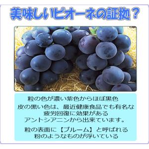 【クール便発送】ニューピオーネ 訳あり 2kg...の詳細画像2