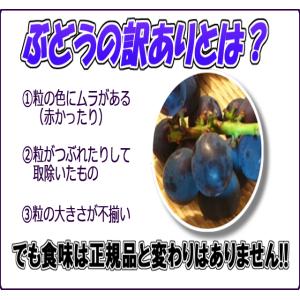 【クール便発送】ニューピオーネ 訳あり 2kg...の詳細画像3