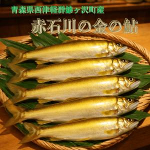 青森県西津軽群鰺ヶ沢町産　金の鮎5匹パック「清流めぐり利き鮎会」にて準グランプリ商品　金の魚体は、幸運を呼ぶ事間違いなし。