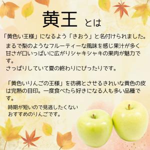 新物 採れたて! 青森県産 りんご 黄王28-...の詳細画像1