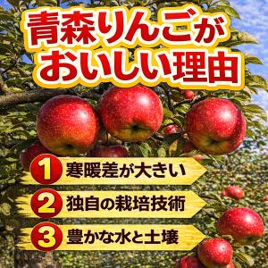 青森県産 りんご 品種おまかせ 加工用 9〜1...の詳細画像5