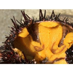 青森県・佐井村漁協 津軽海峡の殻付きウニ1kg（キタムラサキウニ）産地直送