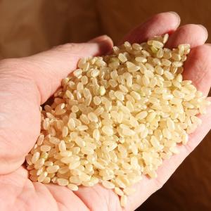 令和7年産 こしひかり コシヒカリ 玄米30k...の詳細画像2