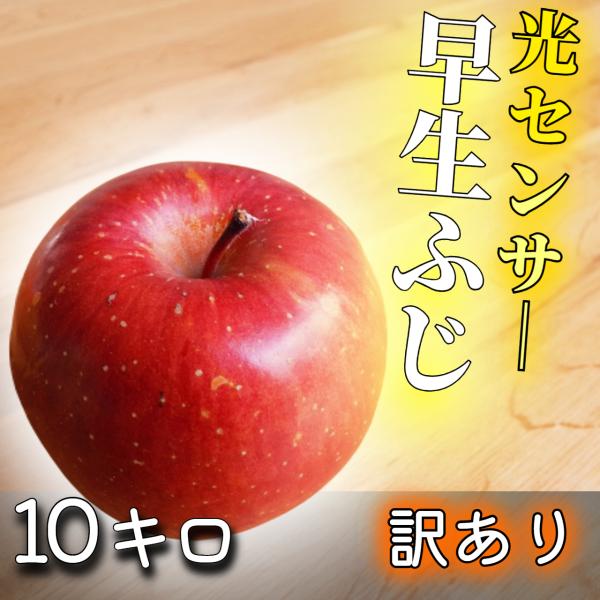 【光センサー選果保証】 高糖度 青森県産 りんご 早生ふじ 津軽 訳あり ふじ 10kg 10キロ ...