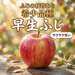 【光センサー選果保証】 高糖度 青森県産 りん...の詳細画像1