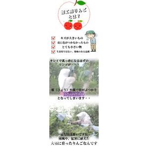 【9月予約】光センサー選果 青森県産 りんご ...の詳細画像5